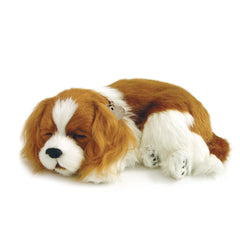 Cavalier King Charles